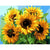 Five Sunflowers - Paint By Numbers Sunflowers