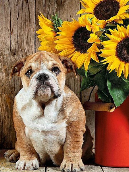 Sunflowers And Bulldog