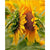 Paint By Numbers Sunflowers Photography
