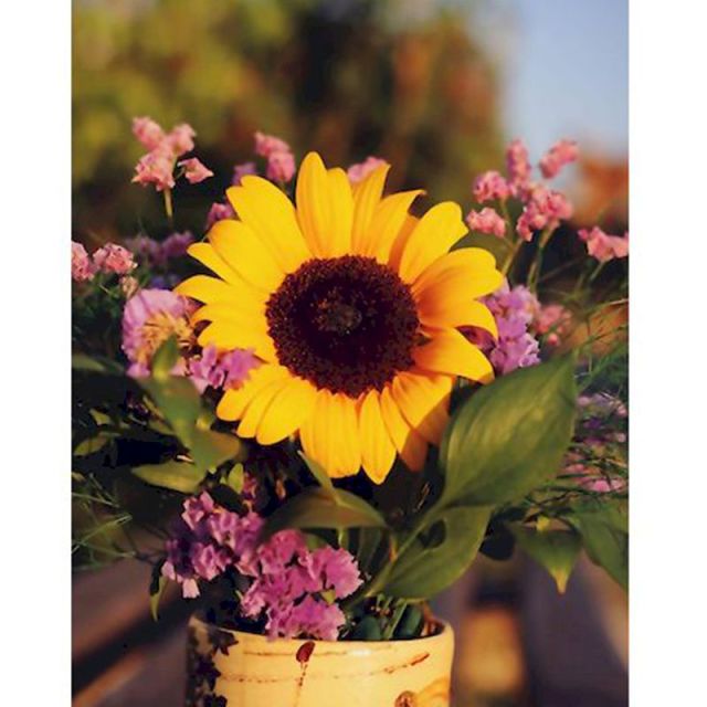 Sunflowers In A Pot