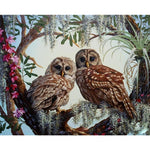 Paint By Numbers Owl Pictures